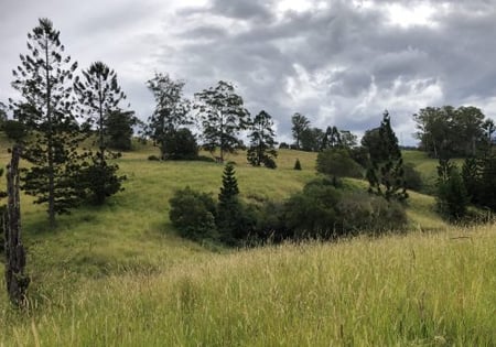 Pre-planting at Nimbin showing weeds