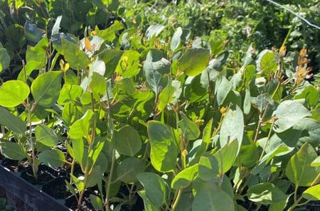 Seedling trays Seedling trays