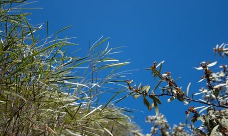 Acacia acuminata tree and a Santalum spicatum Acacia acuminata tree and a Santalum spicatum