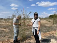 Brookton, WA Monitoring tree growth at Brookton