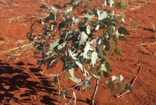 Eurardy Eucalyptus 2021 monitoring visit shows eucalyptus growth