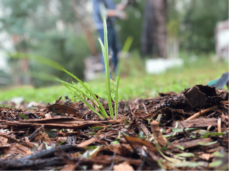 A pile of green grass

Description automatically generated