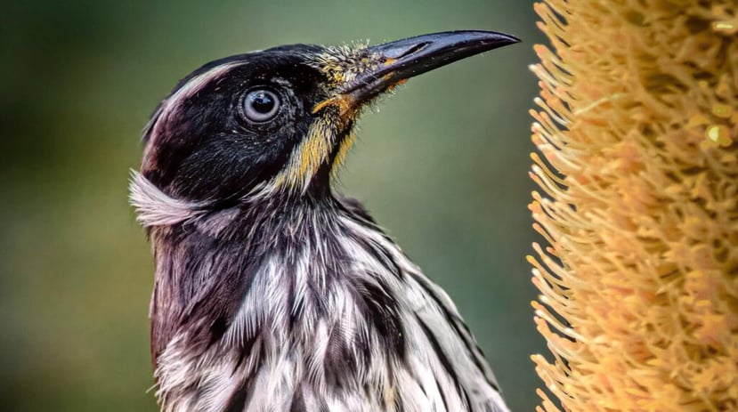 New-Holland-Honeyeater-submitted-by-Ahmad-Abdelhameed-e1615251543444-1024x573