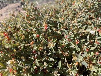 desertification-1024x768