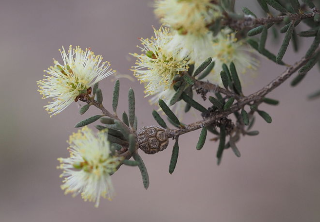 melaleuca-brophyi_wiki