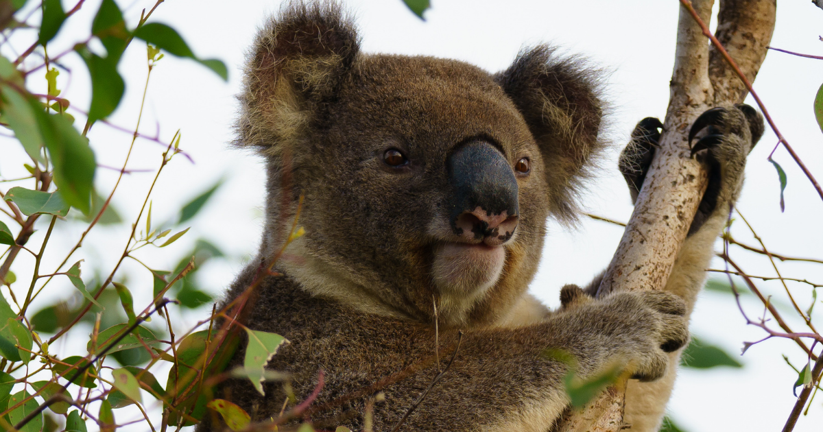 Corridor Creation for Threatened Nimbin Koalas